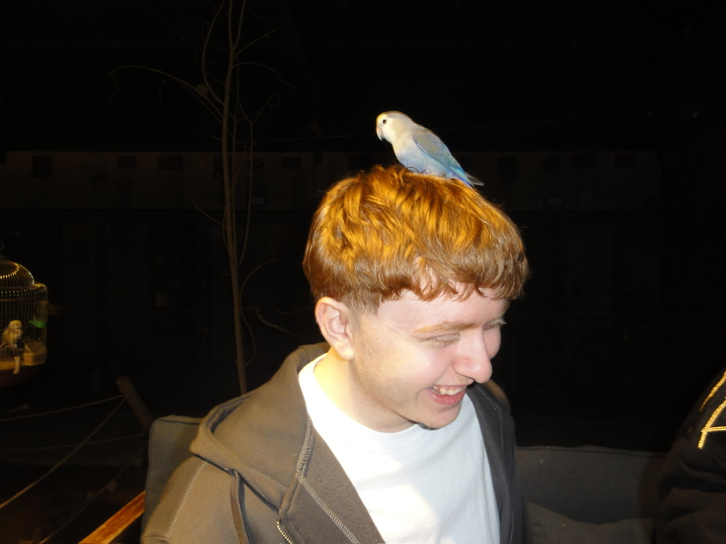 Bird perched on head