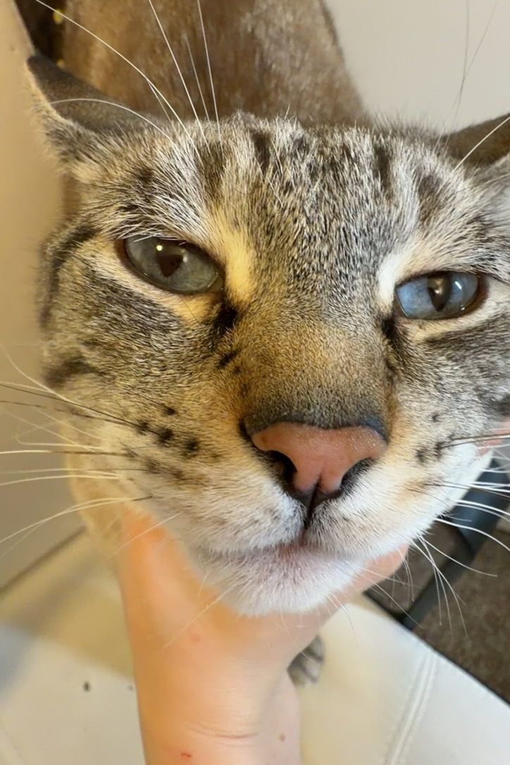 Cat close-up portrait