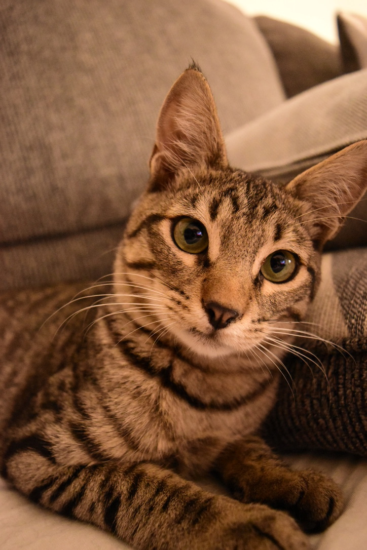 Tabby cat on the couch