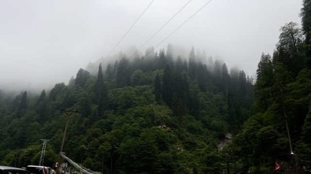 Misty forest mountainside